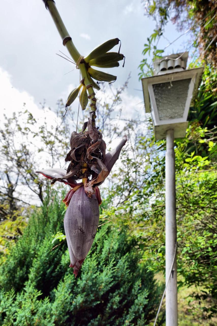 Casa Da Rampa Villa Sintra Dış mekan fotoğraf